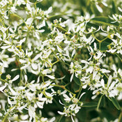 Thumbnail of Diamond Frost® - Euphorbia  