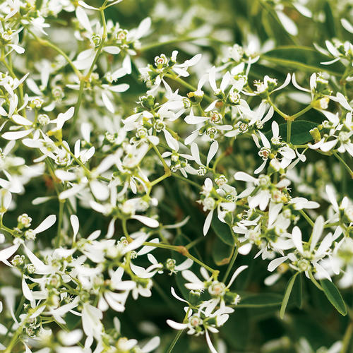 Diamond Frost® - Euphorbia  