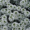 Snow Princess® - Sweet Alyssum - Lobularia