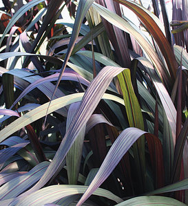 Graceful Grasses® Vertigo® - Purple Fountain Grass - Pennisetum purpureum