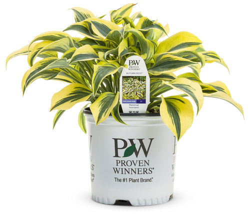 1 Gallon Perennial