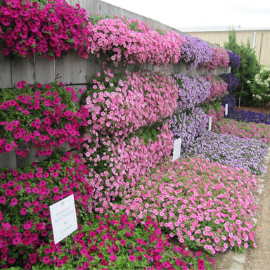 Wall of blooming petunias