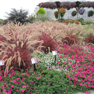Ornamental grasses and petunias