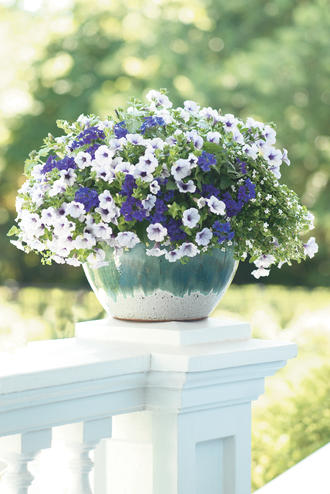 Country Cottage Purples