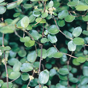 Thumbnail of Big Leaf - Creeping Wire Vine - Muehlenbeckia complexa