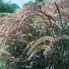 Graceful Grasses® Purple Fountain Grass - Pennisetum setaceum 'Rubrum'
