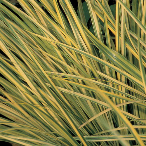 Graceful Grasses® Ogon - Golden Variegated Sweet Flag - Acorus gramineus