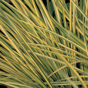 Thumbnail of Graceful Grasses® Ogon - Golden Variegated Sweet Flag - Acorus gramineus