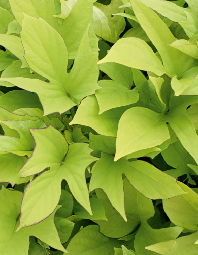 Ipomoea Annual