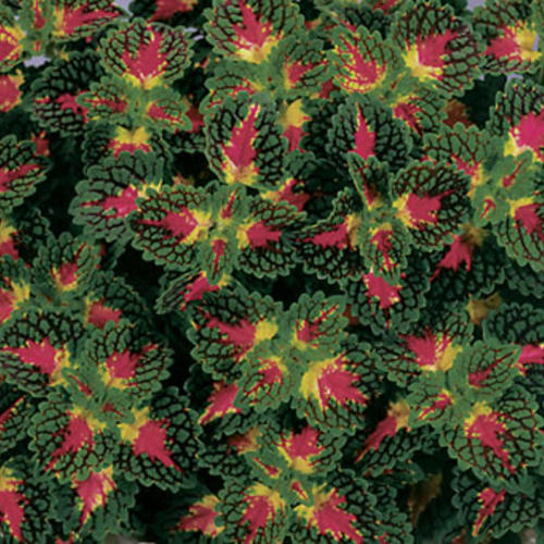 ColorBlaze® Strawberry Drop - Coleus scutellarioides