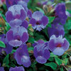 Summer Wave® Trailing Large Blue - Wishbone Flower - Torenia