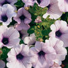 Supertunia® Blue Veined - Petunia