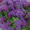 Artist® Blue - Flossflower - Ageratum