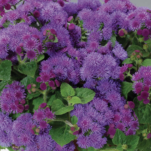 Artist® Blue - Flossflower - Ageratum  