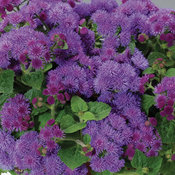 Thumbnail of Artist® Blue - Flossflower - Ageratum  