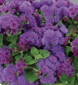 Artist® Blue - Flossflower - Ageratum  