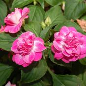 Thumbnail of Close-up: Dropped - Rockapulco® Rose