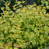 Brilliantina® - Abelia x grandiflora