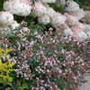 Ruby Anniversary® - Abelia chinensis