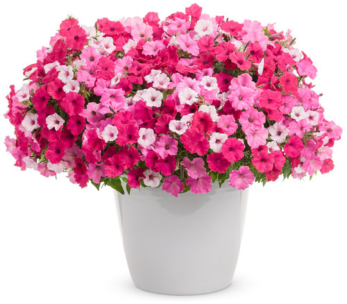 container gardens
