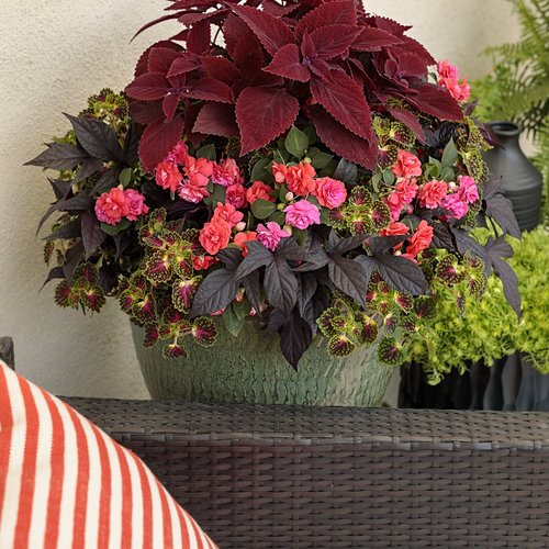 Patio Container: ace_of_spades_14.jpg