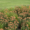 'Firefly Peach Sky' - Yarrow - Achillea hybrid