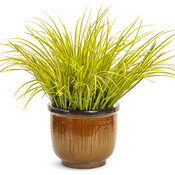Thumbnail of Beauty Shot: acorus_graceful_grasses_ogon_mono.jpg
