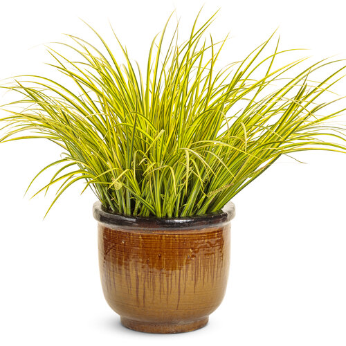 Beauty Shot: acorus_graceful_grasses_ogon_mono.jpg