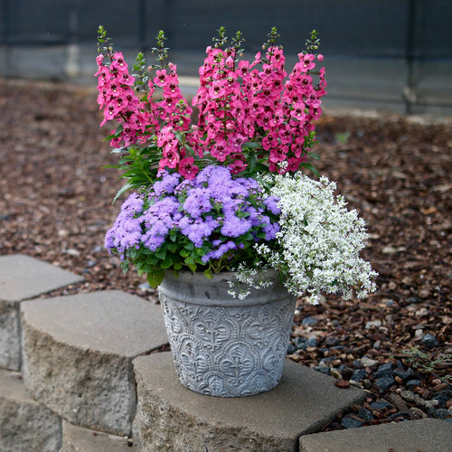 Patio Container: Across the Universe