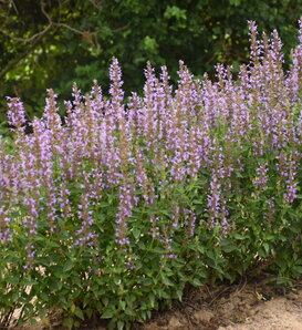 'Blue Bayou' - Anise Hyssop, Hummingbird Mint - Agastache hybrid