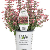 Thumbnail of Branded Containers and POP: agastache_maestro_coral_co-ex_grande.jpg