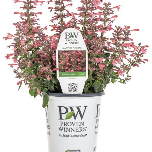 Branded Containers and POP: agastache_maestro_coral_co-ex_grande.jpg