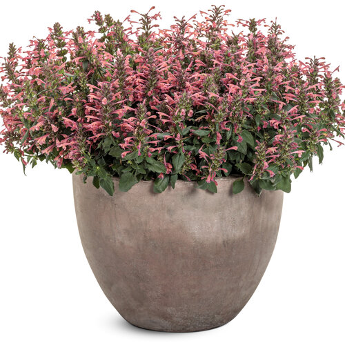 Beauty Shot: agastache_maestro_coral_mono.jpg