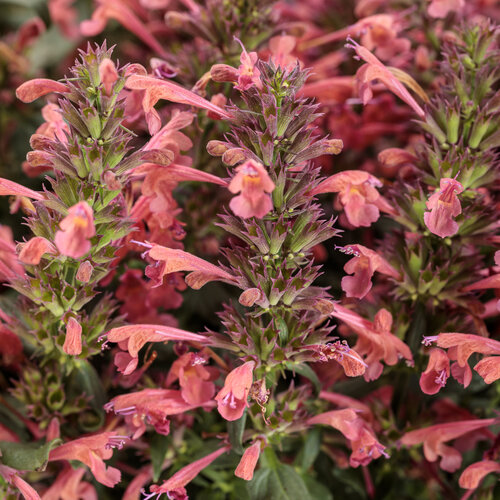 Maestro® Coral - hummingbird mint - Agastache  