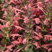 Thumbnail of Maestro® Coral - hummingbird mint - Agastache  