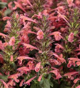 Maestro® Coral - hummingbird mint - Agastache  