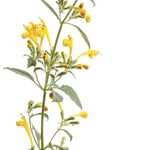 Cut-out: agastache_maestro_gold_macro_02.jpg