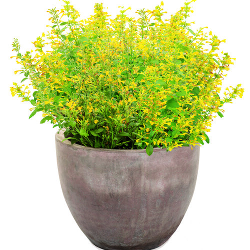 Maestro® Gold - hummingbird mint - Agastache  