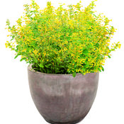 Thumbnail of Maestro® Gold - hummingbird mint - Agastache  