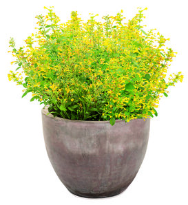Maestro® Gold - hummingbird mint - Agastache  