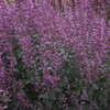 Meant to Bee® 'Royal Raspberry' - Anise Hyssop - Agastache hybrid
