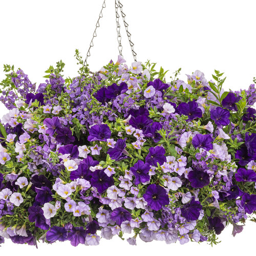Hanging Basket: Aged Elegance