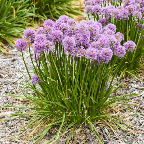 'All the Buzz' - Ornamental Onion - Allium hybrid
