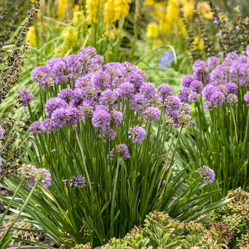 Landscape: Allium All the Buzz Ornamental Onion
