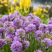 Thumbnail of Close-up: Allium All the Buzz Ornamental Onion
