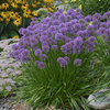 Millenium - Ornamental Onion - Allium hybrid