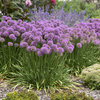 'Serendipity' - Ornamental Onion - Allium hybrid