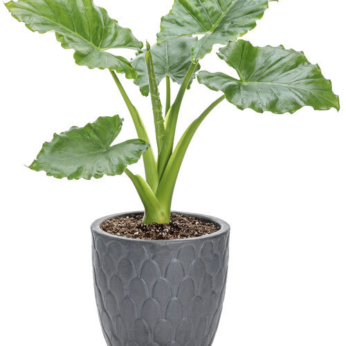 Beauty Shot: alocasia_heart_to_heart_emerald_isle_mono.jpg