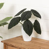 Mythic® Dragonite™ - Jewel Alocasia - Alocasia melo