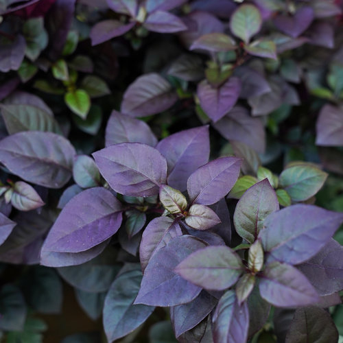 Close-up: Proven Accents® Plum Dandy™